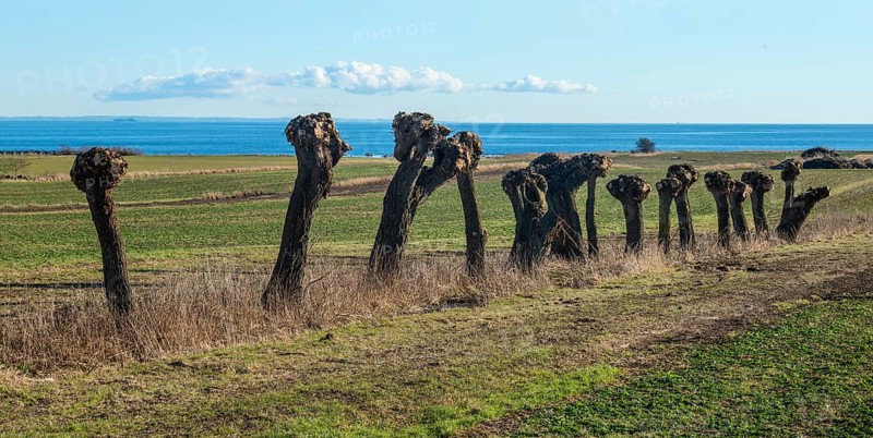 Row of pruned willow trees (Salix) at Skillinge, Simrishamn municipality, Skåne county, Sweden, Scandinavia