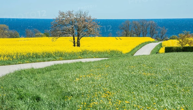Country road through blooming rapeseed fields and with the Baltic Sea behind at Brantevik, Simrishamn municipality, Skåne County, Sweden, Scandinavia