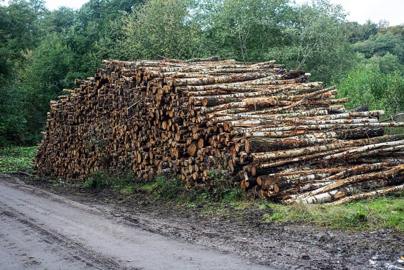 Pile of birch logs at forest road in Snogeholm, Sjöbo municipality, Skåne county, Sdinaviaweden, Scan