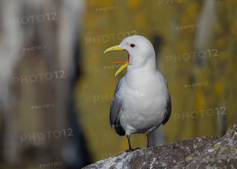 Black-legged Kittiwake (Rissa tridactyla) calling on a cliff, Scotland, United Kingdom