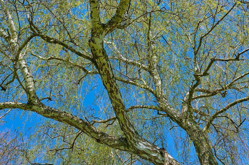View through branched birch tree in front of clear blue sky, Seckmauern, Lützelbach, Odenwald, Hesse, Germany