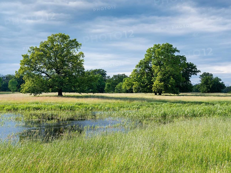 Wet meadow with solitary oaks in the Elbe floodplains near Dessau, Dessau-Wörlitz Garden Kingdom, Dessau-Roßlau, Saxony-Anhalt, Germany