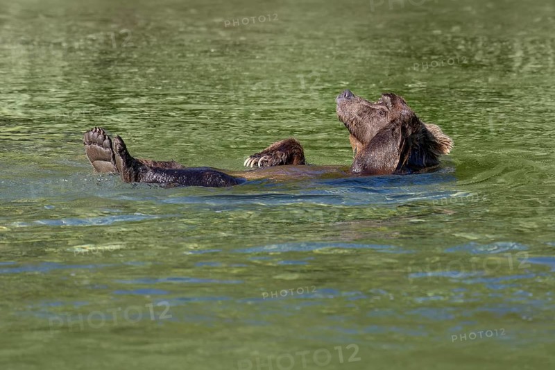 Grizzly Bear (Ursus arctos horribilis) swimming and relaxing, British Columbia, Canada