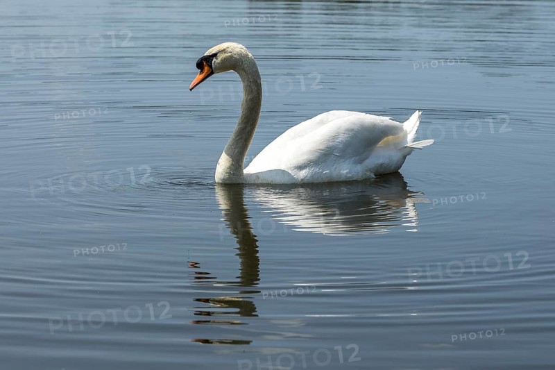 Mute swan (Cygnus olor) on the middle pond near Neudorf Klösterlich, Wittichenau, Dubringer Moor, Saxony, Germany