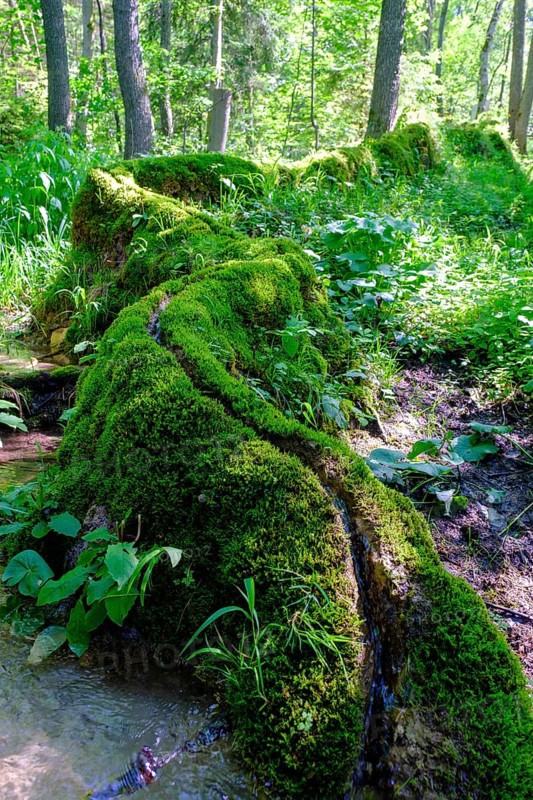 Steinerne Rinne, Rohrbach, near Weißenburg, Franconian Lake District, Middle Franconia, Franconia, Bavaria, Germany