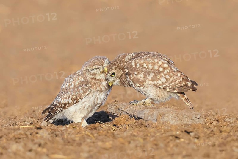 Little owl (Athene noctua) Two young birds sitting on the ground, grooming, cuddling, endangered bird species in Central Europe, wildlife, owl, little owl, animal children, funny picture, HANSAG, Lake Neusiedl, Burgenland, Austria