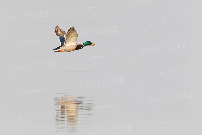 Mallard (Anas platyrhynchos) male calling in flight, Lake Neusiedl, Austria