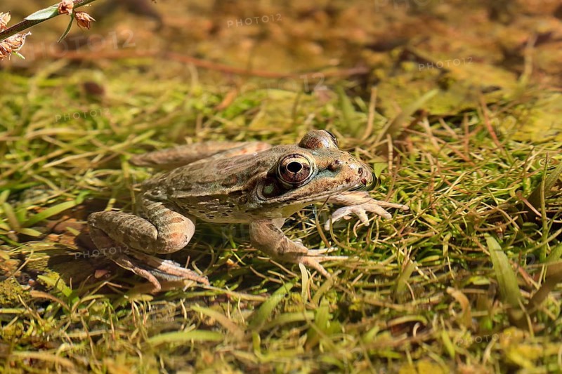 Northern leopard frog (Lithobates pipiens), adult, on ground, foraging, alert, Sonoran Desert, Arizona, North America, USA
