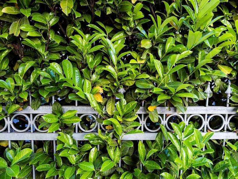 Cherry laurel hedge in Düsseldorf, Germany