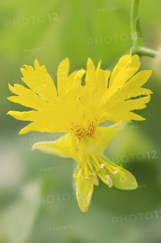 Canary Island nasturtium or climbing nasturtium (Tropaeolum peregrinum), flower, native to South America, ornamental plant, North Rhine-Westphalia, Germany