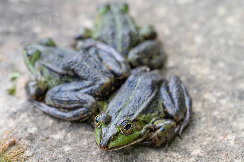 Grass frogs (Rana temporaria) sitting on a warm stone slab, Botanical Garden Erlangen, Middle Franconia, Bavaria, Germany
