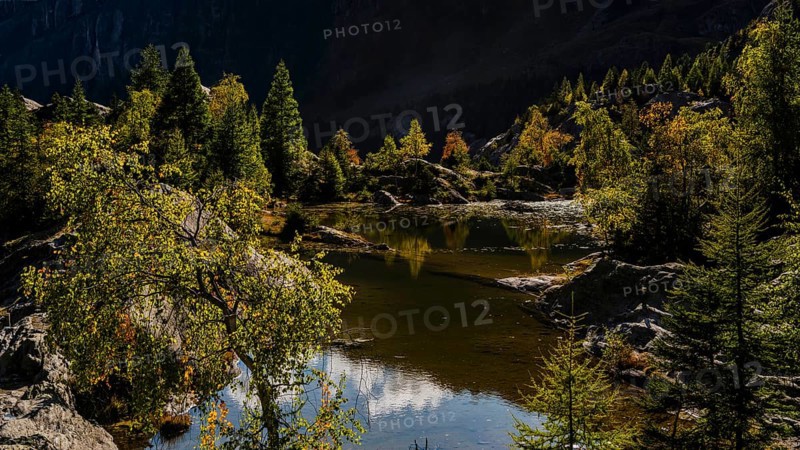 Hiking trail at Grünsee, Swiss stone pine (Pinus cembra), light mood, backlight, sun, tourism, Massa Gorge in the Aletsch region, Valais, Switzerland