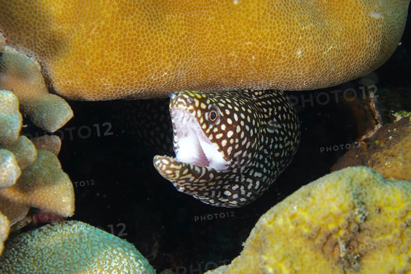 Pearl moray eel, white-mouthed moray eel (Gymnothorax meleagris) shows itself with open mouth between the corals, dive site Coral Garden, Menjangan, Bali, Indonesia