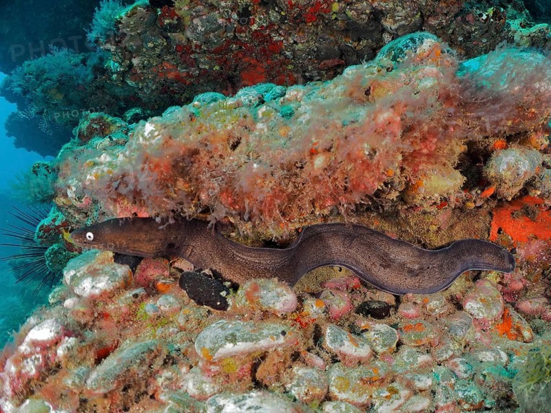 Black moray eel (Muraena augusti), Pasito Blanco reef dive site, Arguineguin, Gran Canaria, Spain, Atlantic Ocean