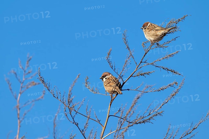 Tree sparrow (Passer montanus), two birds sitting in a bush, Münster, Tyrol, Austria