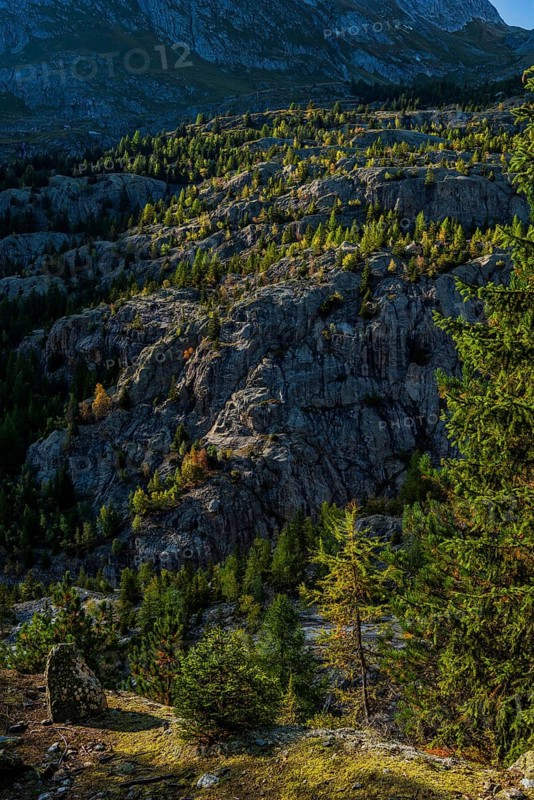 Hiking trail at Grünsee, Swiss stone pine (Pinus cembra), light mood, backlight, sun, tourism, Massa Gorge in the Aletsch region, Valais, Switzerland