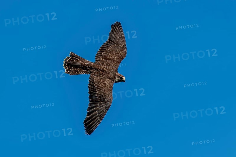 A falcon in the air over a blue sky, Saker falcon, (Falco cherrug), Germany