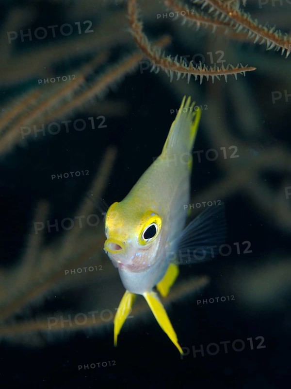Small fish with yellow head, Golden damselfish (Amblyglyphidodon aureus) juvenile, looking attentively into the camera in front of corals, dive site Spice Reef, Penyapangan, Bali, Indonesia