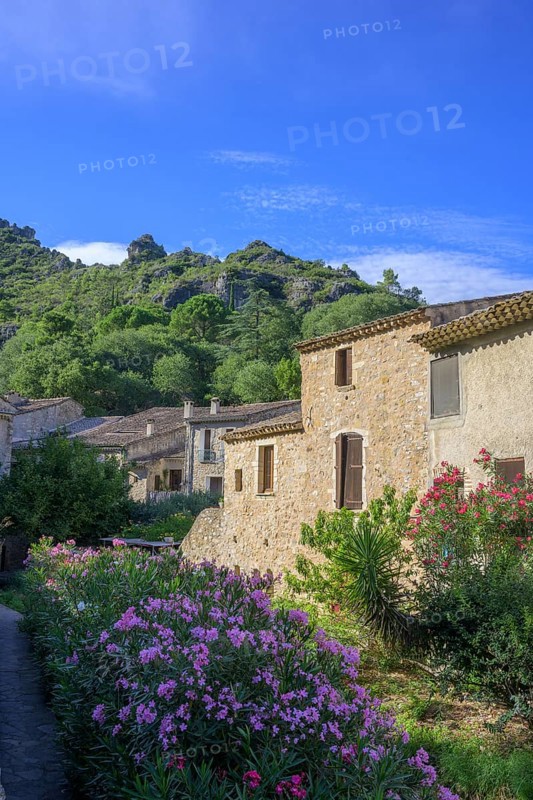 Blooming oleander and stone houses, Saint-Guilhem-le-Désert, Département Hérault, France