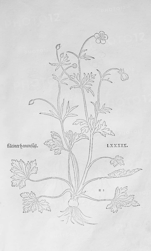 Ranunculus bulbosus (Ranunculus bulbosus), woodcut by Leonhart Fuchs, from New Kreüterbuch, neues Kräuterbuch, Michael Isingrin, Basel, Switzerland, 1543