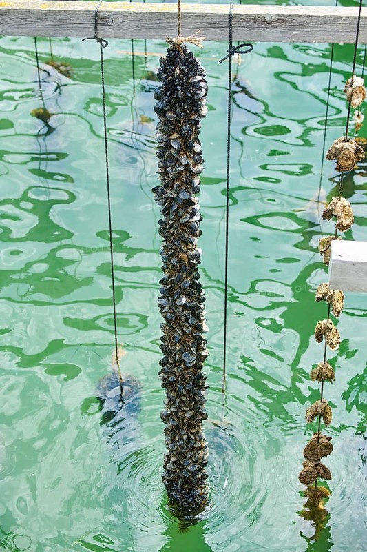 Blue (Mytilus edulis) mussel and Pacific oyster (Magallana gigas) on a rope at mussel farm of Musclarium near la rapita, ebro delta, Catalonia, Spain