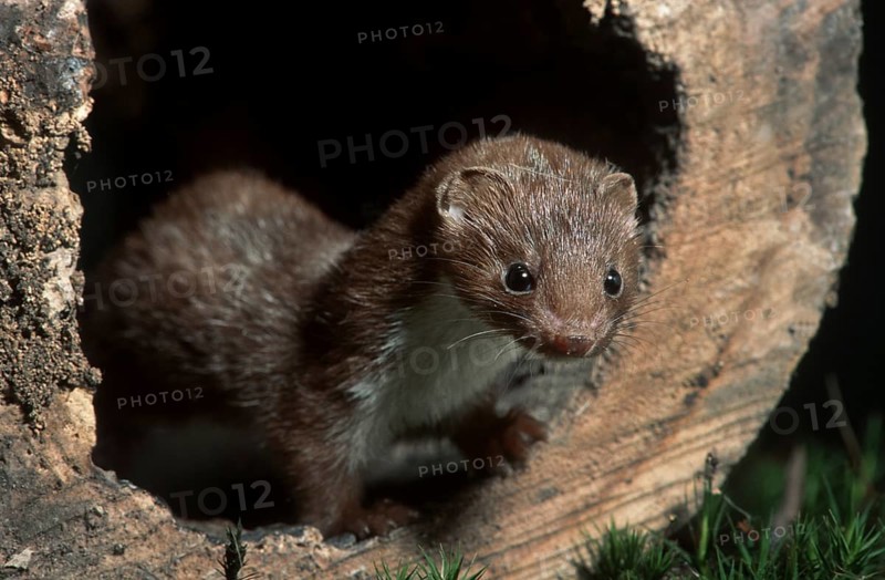 Least weasel (Mustela nivalis) hunting in woodland