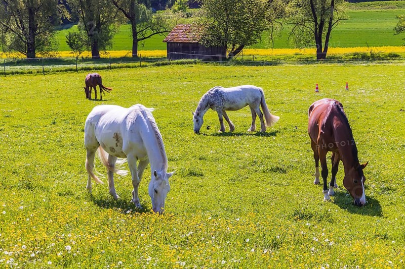 Horses in a paddock in spring. Lonsee, Baden-Württemberg, Germany
