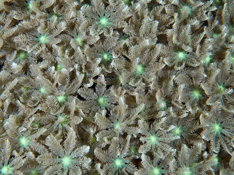Dense tube coral (Clavularia viridis) with fine texture, dive site Pidada, Penyapangan, Bali, Indonesia