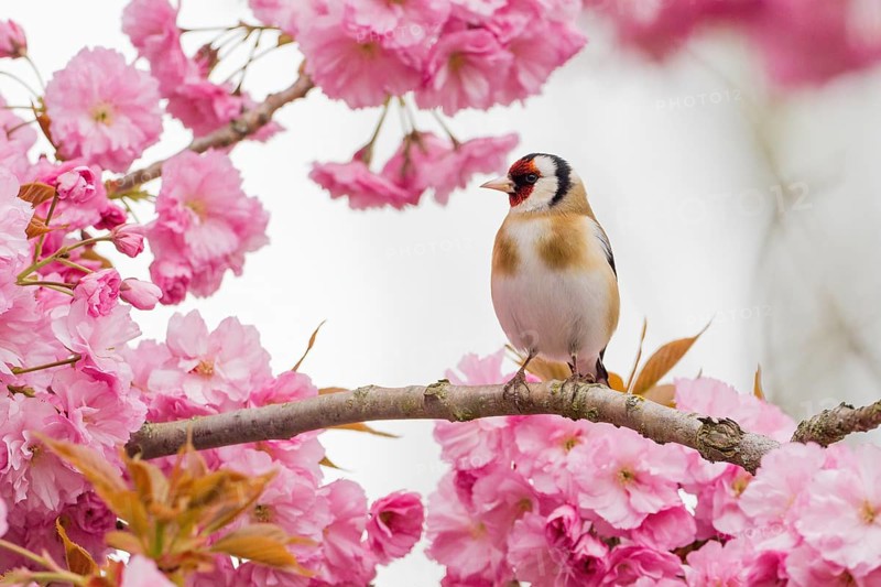 Goldfinch (Carduelis carduelis) on a branch full of pink cherry blossoms in a spring-like setting, Hesse, Germany