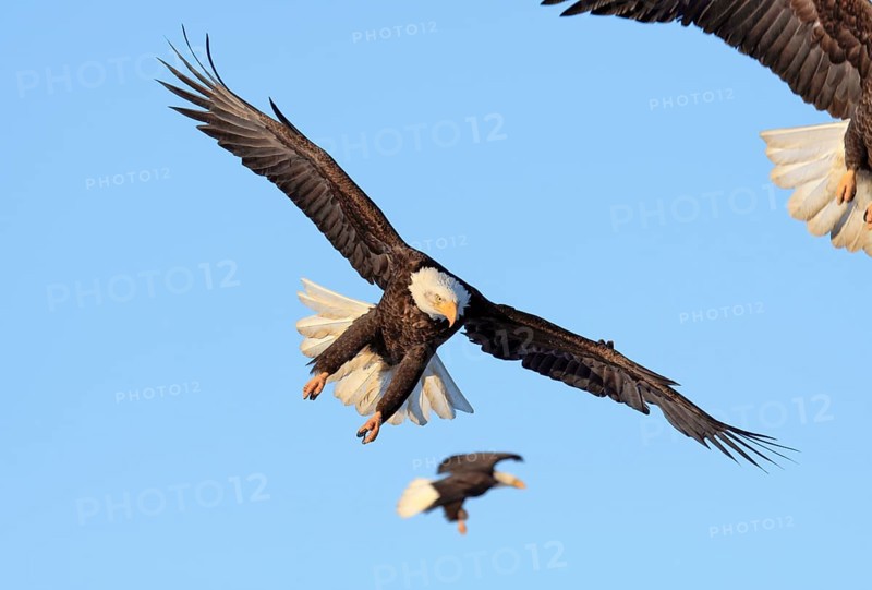 Bald Eagle (Haliaeetus leucocephalus), Alaska, USA