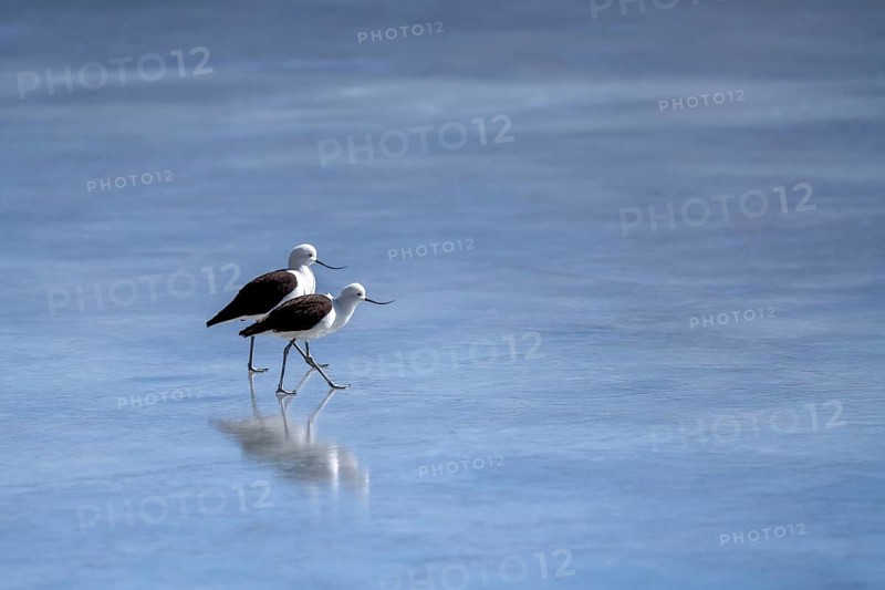 Andean Avocet (Recurvirostra andina), a pair walking on a frozen lake, Laguna Ramaditas, lagoon route, San Pedro de Quemes, Departamento Potosí, Bolivia