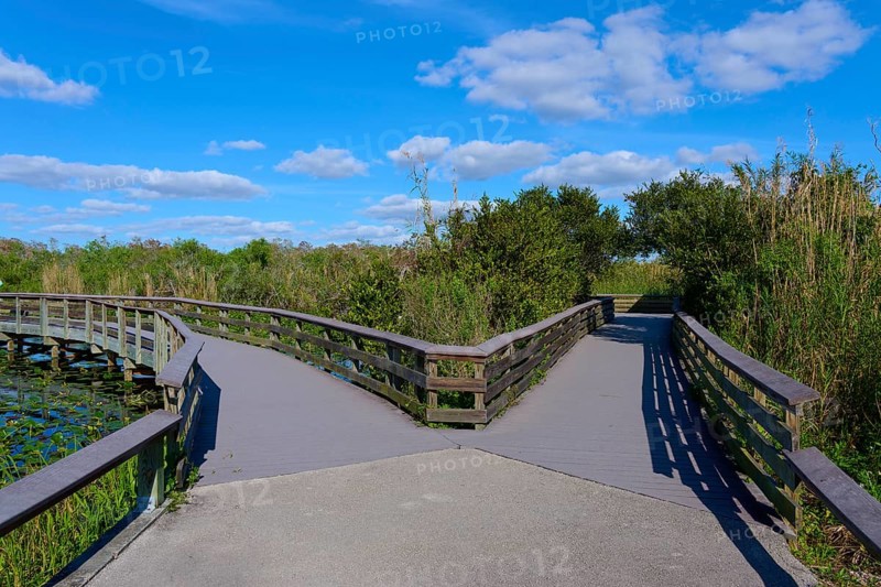 Wooden bridge splits in front of a blue sky with white clouds and surrounded by green plants, spring, Anhinga Trail, Everglades National Park, Florida, USA