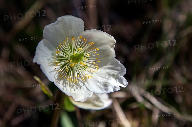 Snow rose (Helleborus niger), also known as Christmas rose or black hellebore, Hinterstein, Bad Hindelang, Oberallgäu, Allgäu, Bavaria, Germany