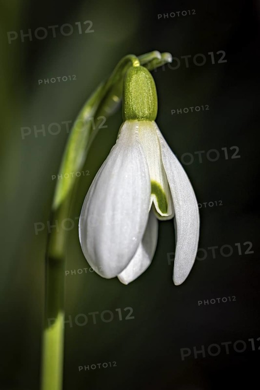 A soft snowdrop stands out against a neutral background, snowdrops
