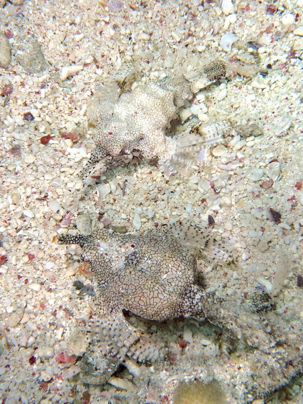 Two perfectly camouflaged fish, dwarf winged horsefish (Eurypegasus draconis), on the sandy seabed, dive site House Reef, Mangrove Bay, El Quesir, Red Sea, Egypt