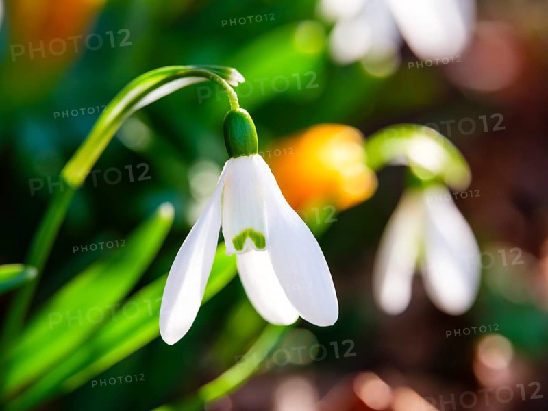 Snowdrop (galanthus nivalis), Bischofswiesen, Berchtesgadener Land, Upper Bavaria, Bavaria, Germany