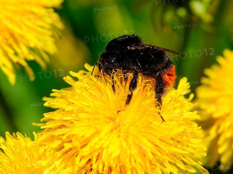 Field bumblebee (Bombus pascuorum) collects pollen in the flower of a dandelion (taraxacum), Bischofswiesen, Berchtesgadener Land, Bavaria, Germany