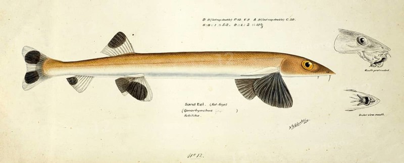 Sandfish, Gonorynchus gonorynchus, beaked salmon or beaked sandfish, fish, reproduction of an original, by Frank Edward Clarke (b. 1849, d. 1899), ichthyologist and scientific draughtsman