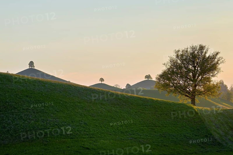 Moraine landscape at sunset, with lime trees (Tilia) on a hill, Hirzel, Canton Zurich, Switzerland
