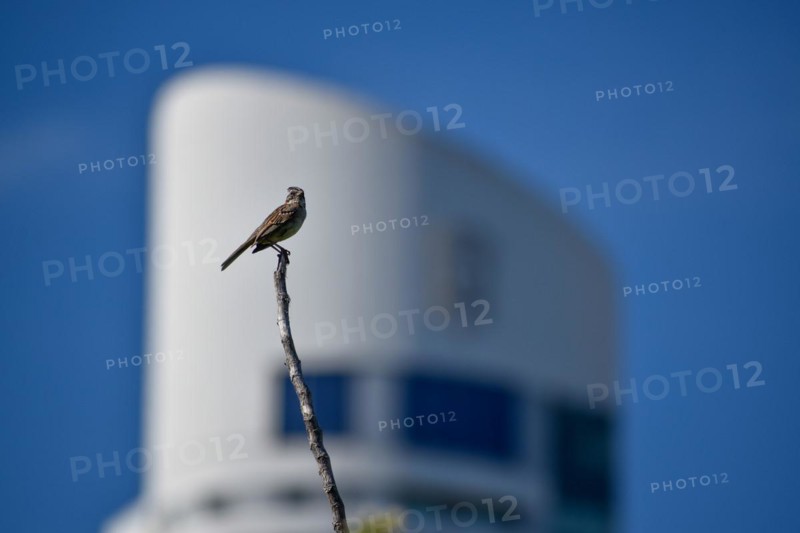 Rufous-collared sparrow (Zonotrichia capensis) in front of the Alvear Tower Puerto Madero, the tallest skyscraper in Argentina, Buenos Aires, Argentina