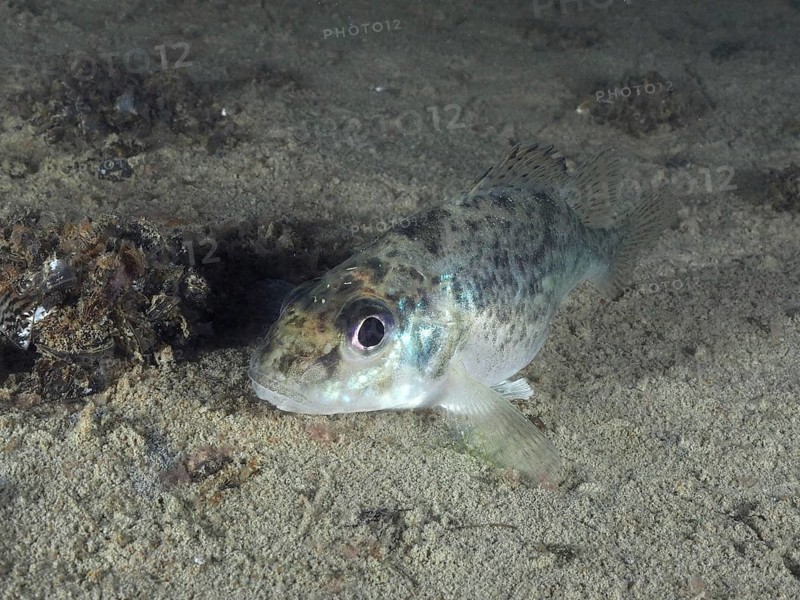 A speckled ruffe (Gymnocephalus cernua) lies focussed on the bottom, dive site Schoggiwand, Lake Zurich, Kilchberg, Zurich, Switzerland