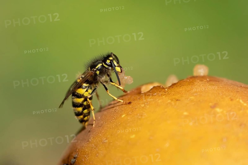 Common wasp (Vespula vulgaris) adult insect feeding on fallen fruit in a garden in summer, England, United Kingdom