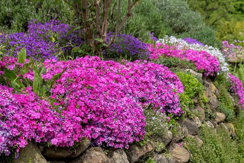 Cushion phlox (Phlox subulata), North Rhine-Westphalia, Germany
