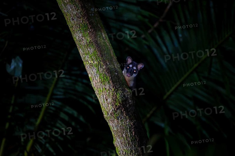 Curious Gray four-eyed opossum (Philander opossum) looking out from behind a tree, night shot, Tortuguero National Park, Costa Rica