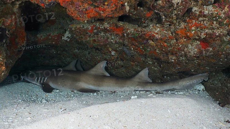 A shark, Brownbanded bamboo shark (Chiloscyllium punctatum), resting under a rock in an underwater cave on a sandy bottom, dive site SD, Nusa Ceningan, Nusa Penida, Bali, Indonesia