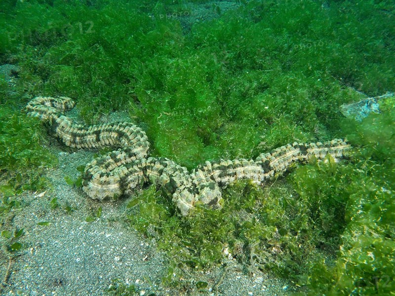 Feather mouth sea cucumber (Synapta maculata) in a dense, green algae landscape, dive site Secret Bay, Gilimanuk, Bali, Indonesia