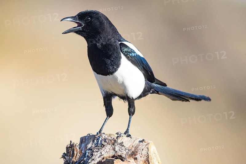 Magpie (Pica pica) Germany