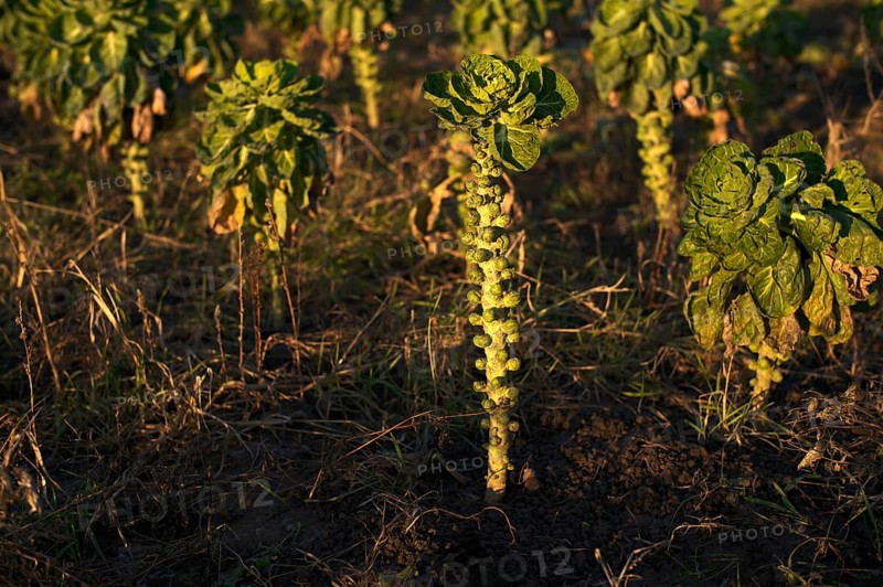Agriculture cultivation of Brussels sprouts in a field, winter field, vegetables, agriculture, agribusiness, Fellbach, Baden-Württemberg, Germany