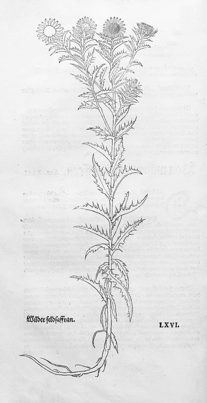 Golden thistle, common boar thistle, small weather thistle (Carlina vulgaris), woodcut by Leonhart Fuchs, from New Kreüterbuch, neues Kräuterbuch, Michael Isingrin, Basel, Switzerland, 1543