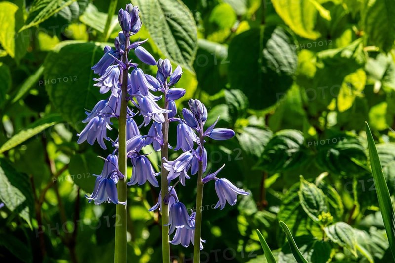 Bluebell (Hyacinthoides), blue flowering, Baden-Württemberg, Germany